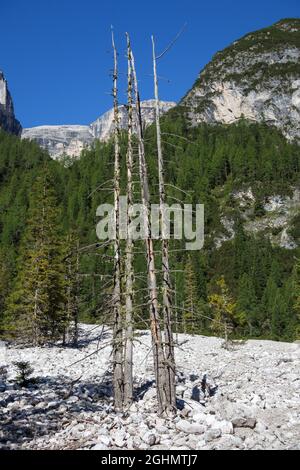 Fichten (Picea abies) auf Geröll. Tote Bäume. Val Campo di Dentro / Innerfeldtal. Italienische Alpen. Europa. Stockfoto