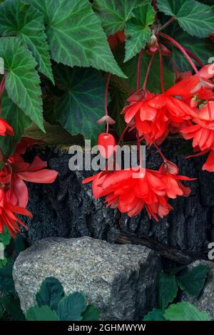 Auf einem Stumpf steht eine wunderschöne Korallen-Begonia-Blume und im Vordergrund ein Schutt. Hochwertige Fotos Stockfoto