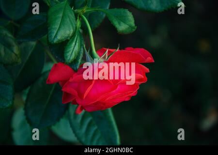 Eine rote Rosenblüte auf dunklem Grund in grünen Blättern. Freier Speicherplatz. Hochwertige Fotos Stockfoto