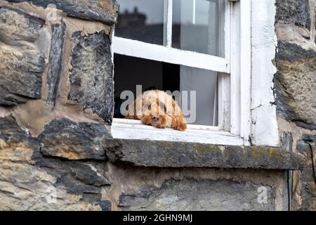 Trauriger Hund, der aus dem Fenster schaut (Porthmadog, Wales, Großbritannien) Stockfoto