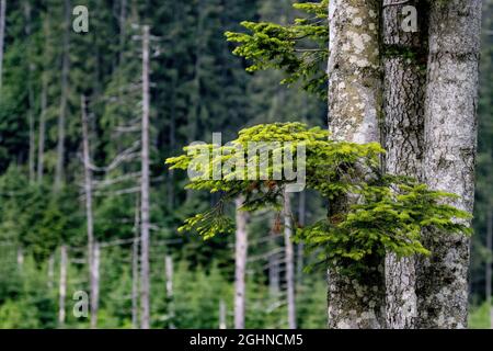 Wunderschöne hohe Bäume der polnischen Tatra Stockfoto