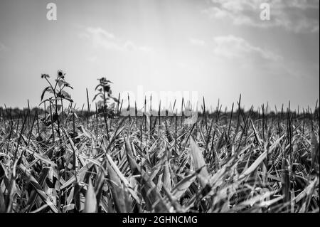 Herbizidresistentes Unkraut gegen die Skyline über einem Feld mit verquistertem Mais Stockfoto