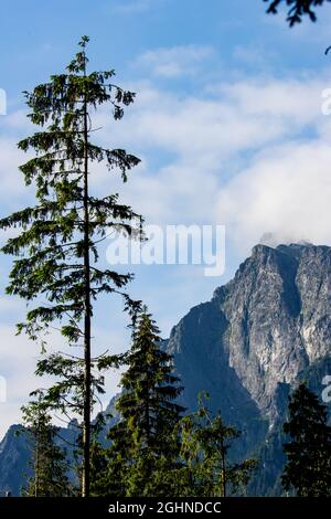 Majestätischer hoher Berg-Hemlockbaum (Tsuga mertensiana) auf dem Gipfel Stockfoto