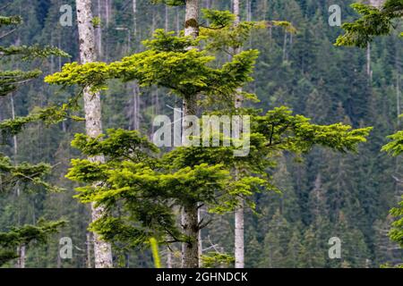 Wunderschöne hohe Bäume der polnischen Tatra Stockfoto