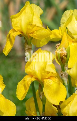 Krautige Blumen gelbe Iris Blume hohe Bartlilie 'Golden Majesty' Stockfoto