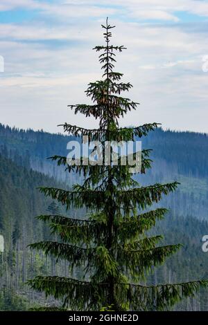 Majestätischer hoher Berg Hemlockbaum () auf dem Gipfel Stockfoto