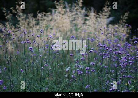 Gartenbild mit Verbena bonariensis im Vordergrund und Pampagras dahinter Stockfoto