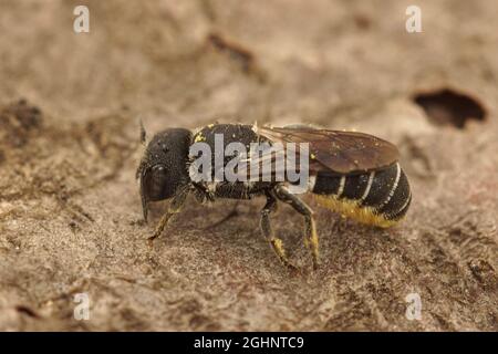 Nahaufnahme einer weiblichen kleinen Harzbiene, Heriades crenulatus Stockfoto