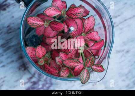 Rote Fittonia-Pflanze, die in einer Kaffeekanone wächst. Stockfoto