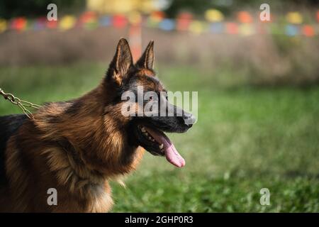 Schöne charmante Erwachsene Hund, Schnauze auf grün verschwommen Hintergrund. Porträt eines schwarz-roten Schäferhundes in Nahaufnahme. Echter Schäferhund ist ein Profi Stockfoto