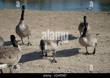 Gänse in Bewegung Stockfoto