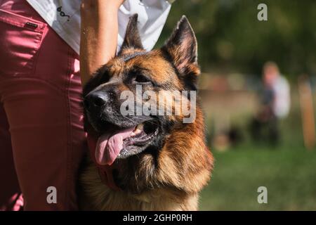 Schöne charmante Erwachsene Hund, Schnauze auf grün verschwommen Hintergrund. Porträt eines schwarz-roten Schäferhundes in Nahaufnahme. Der Handler hält die Hunde am Kopf Stockfoto