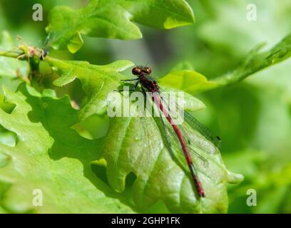 Große rote Damselfliege, die auf einem Blatt thront Stockfoto