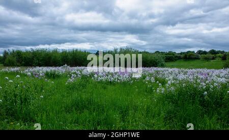 Sweet Rocket auf der Wiese Stockfoto