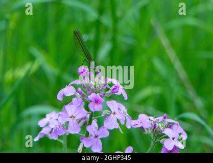 Gebänderte Demoiselle damselfly (weiblich), die auf einer Blume thront Stockfoto