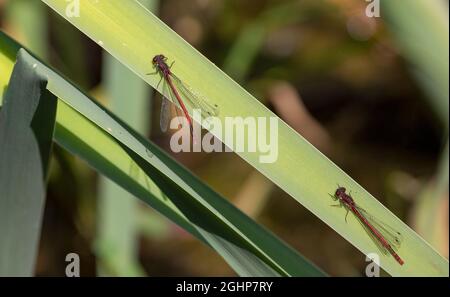 Große rote Damselfliegen, die auf dem Blatt ruhen Stockfoto