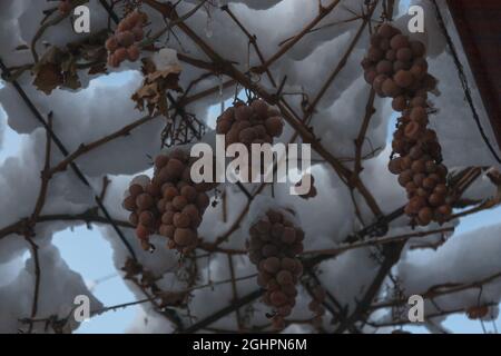 Weinberge mit den letzten Trauben des Jahres, bedeckt mit dem Schnee von Ästen von Bäumen und Sträuchern unter dem Schnee Stockfoto