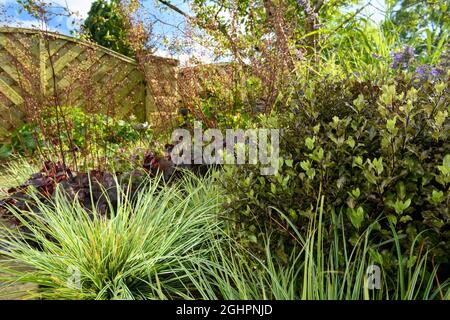 Landschaftlich schöner, sonniger privater Garten aus nächster Nähe (Blumen und Pflanzen am Sommerrand, Gräser, kontrastierende Blätter und buntes Laub) - Yorkshire, England, Großbritannien. Stockfoto