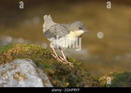 Weißbrusttaucher (Cinclus cinclus) fast flüggeriger Jungvögel auf moosigen Steinen im Bergbach, Allgäu, Bayern, Deutschland Stockfoto