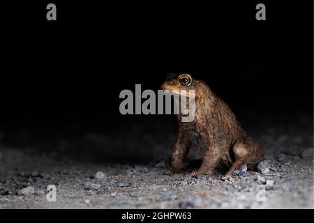 Kröte (Bufo bufo), Männchen auf dem Weg zum Laichwasser sitzend, auf der Suche nach Weibchen, Nachtfoto, Nordrhein-Westfalen, Deutschland Stockfoto