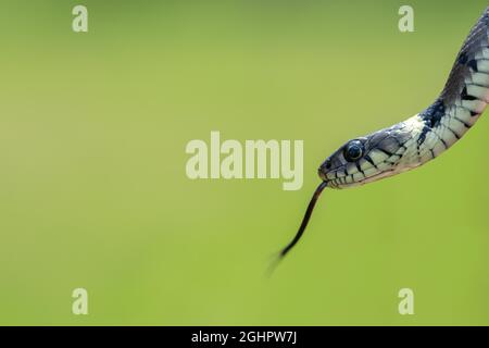 Stachelrasenschlange (Natrix helvetica), Nahaufnahme des Kopfes mit Zunge, Nordrhein-Westfalen, Deutschland Stockfoto