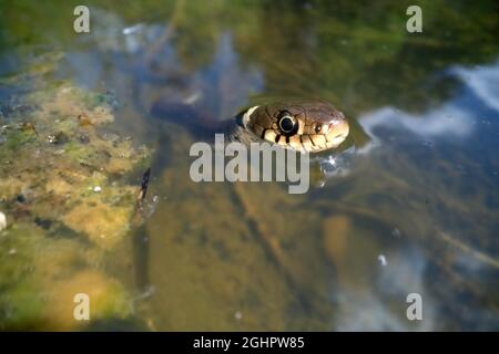 Stachelrasenschlange (Natrix helvetica), schwimmend im Wasser, Nordrhein-Westfalen, Deutschland Stockfoto