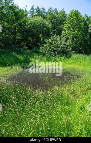 Naturschutzgebiet in Münster, Amphibienlaichwasser, Bäume im Wasser, Münster, Nordrhein-Westfalen, Deutschland Stockfoto