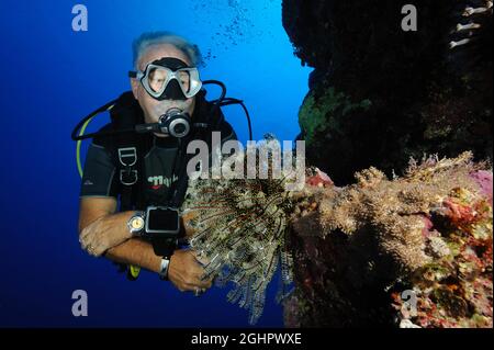 Älterer Taucher, der einen Federstern (Cenometra bella) an einer steilen Wand aus Korallenriff, Pazifischer Ozean, Yap Island, Föderierte Staaten von Mikronesien betrachtet Stockfoto