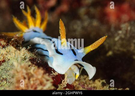 Dianas Chromodoris (Chromodoris dianae), Pazifischer Ozean, Yap, Föderierte Staaten von Mikronesien Stockfoto