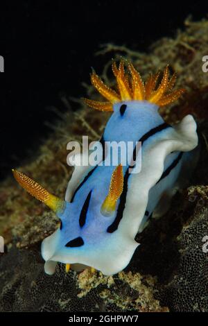 Dianas Chromodoris (Chromodoris dianae), Pazifischer Ozean, Yap, Föderierte Staaten von Mikronesien Stockfoto