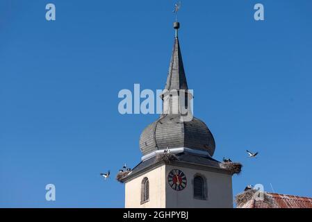 Weißstörche nisten am Kirchturm, Franken, Bayern, Deutschland Stockfoto