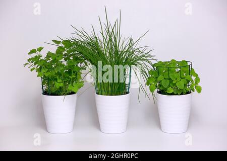 Kräuter in Töpfen, Zitronenmelisse (Melissa officinalis), Schnittlauch (Allium schoenoprasum), Petersilie mit Flachblättern (Petroselinum crispum), Pflanzen in Töpfen, Elllerstadt Stockfoto