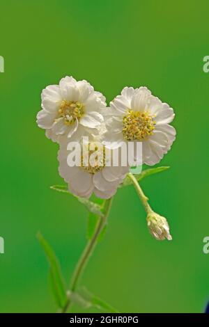 Feine blättrige Wassertropfpflanze (Oenanthe aquatica), Blume, Blüte, mehrjährig, Sumpfpflanze, Wasserwerk, Ellerstadt, Deutschland Stockfoto