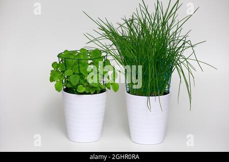 Kräuter in Töpfen, Zitronenmelisse (Melissa officinalis), Schnittlauch (Allium schoenoprasum), Pflanzen in Töpfen, Elllerstadt, Deutschland Stockfoto