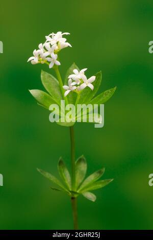 Waldmeister (Asperula odorata), Blume, blühend, mehrjährig, Ellerstadt, Deutschland Stockfoto