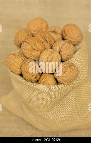 Persische Walnuss (Juglans regia), Früchte, Nüsse, mit Schale, ungeschält, Deutschland Stockfoto