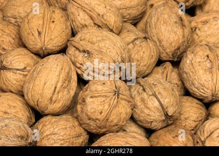 Persische Walnuss (Juglans regia), Früchte, Nüsse, mit Schale, ungeschält, Deutschland Stockfoto