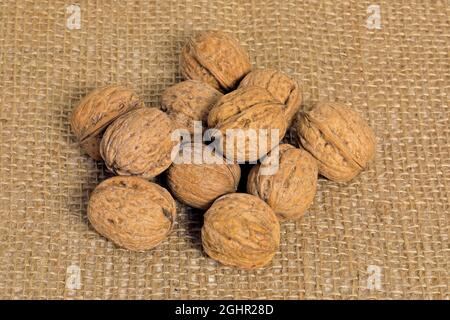 Persische Walnuss (Juglans regia), Früchte, Nüsse, mit Schale, ungeschält, Deutschland Stockfoto