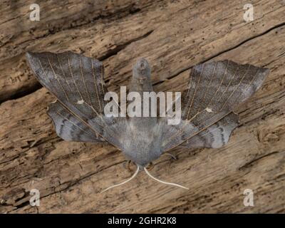 Die obere Seite des Laothoe populi, der Poplar Hawk-Motte, ruht auf einem natürlichen Hintergrund. Stockfoto