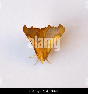 Ennomos fuscantaria, die Dusky Thorn Moth, ruht auf weißem Hintergrund. Stockfoto