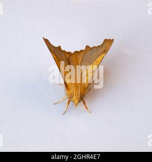 Ennomos fuscantaria, die Dusky Thorn Moth, ruht auf weißem Hintergrund. Stockfoto