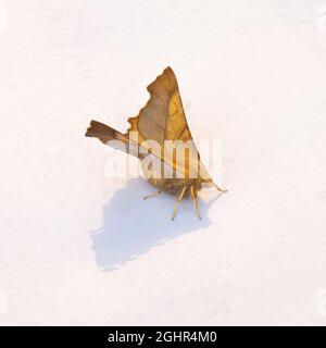 Ennomos fuscantaria, die Dusky Thorn Moth, ruht auf weißem Hintergrund. Stockfoto