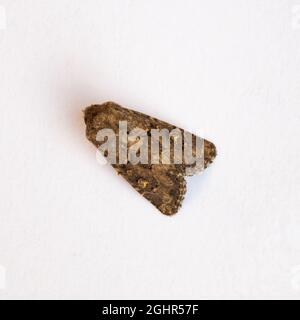 Die obere Seite der Luperina testacea, die zurückgestürzte Rustikale Motte, steht auf weißem Hintergrund. Stockfoto