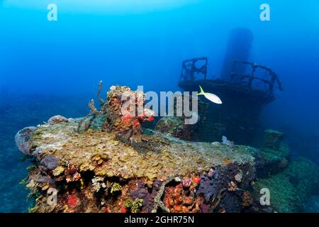 Bug vorne, Brücke hinten, Trichter hinten, Schlepper, Wrack, Schiffswrack, Virgen de Altagracia, Karibisches Meer in der Nähe von Playa St. Lucia, Provinz Camagueey Stockfoto