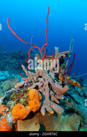 Korallenriff mit reihendem Porenschwamm (Aplysina cauliformis) darüber, braunem, umhüllenden Krakenschwamm (Ectyoplasia ferox) in der Mitte und orangefarbener Orange Stockfoto