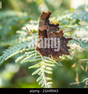 Die Unterseite des Polygonia c-Albums, The Comma Butterfly, ruht auf Bracken. Stockfoto