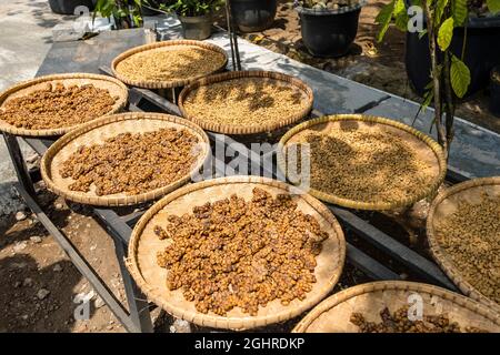 Katzenkaffee, Kopi Luwak, teuerster Kaffee der Welt, Java Island, Indonesien Stockfoto