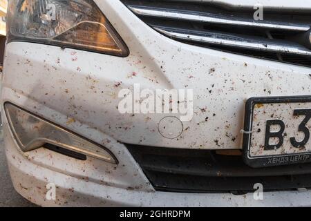 Insekten auf der Lackierung des Autos, zerbrochene Mücken. Tötete Insekten auf dem b Stockfoto