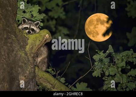 Waschbär (Procyon lotor), am Baumstamm, Vollmondnacht, Hessen, Deutschland Stockfoto