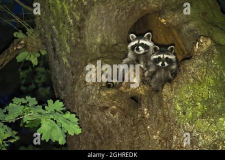 Zwei Waschbären (Procyon lotor), weiblich mit jung, sitzen vor ihrer Baumhöhle, Hessen, Deutschland Stockfoto